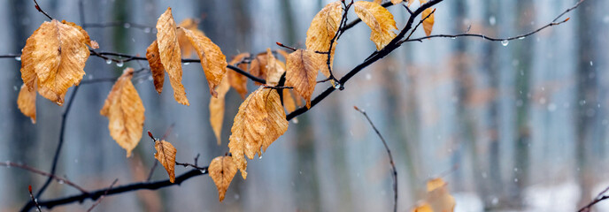 Tree branch with withered leaves in winter during thaw or late autumn in wet weather