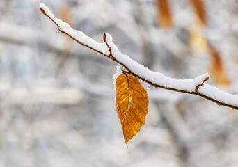 Snow-covered tree branch with dry leaves in the winter forest