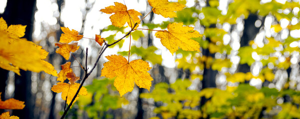 Autumn forest with yellow maple leaves on a tree, panorama