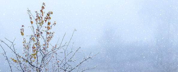Winter background with snow-covered tree branches with dry leaves during snowfall, copy space