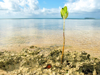 A single young mangrove shoot, blue ocean lagoon in background.