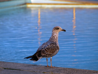 Seagull