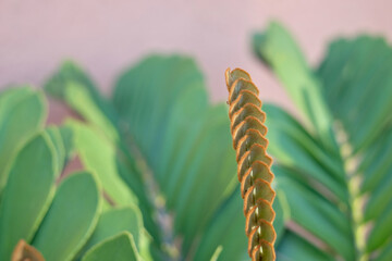 Fresh young leaves of emerald palm (Zamioculcas zamiifolia).