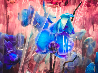 Orchids. Flowers of blue color. In the store or in the warehouse. Wrapped in a red polyethylene package. Picture in artistic processing