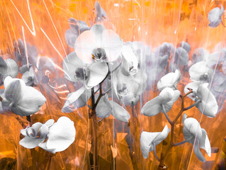 Orchids. A bouquet of flowers of light colors. In the store or in the warehouse. Wrapped in a polyethylene package