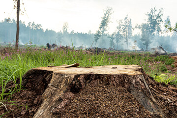 The stump of a felled tree against the background of green grass and smoke from a forest fire