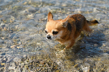 A wet little chihuahua dog comes out of the sea after swimming.