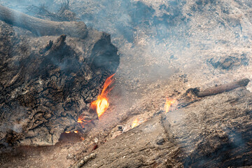 Fire and smoke on the coals of a burnt tree. Forest fire