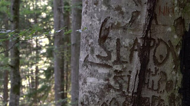Engraved marks on tree bark - (4K)