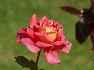 KODAK Digital Still Camera