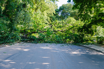 A huge oak tree fell across the road and completely blocked it after a hurricane wind, copy space