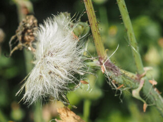 grey thistle with seeds