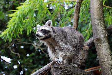 Raton laveur observateur, perché  