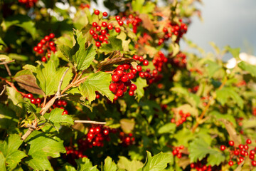 Obraz premium red berries in autumn