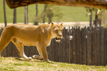 Lioness that has recently had cubs searches for food and walks around to make sure there is no...