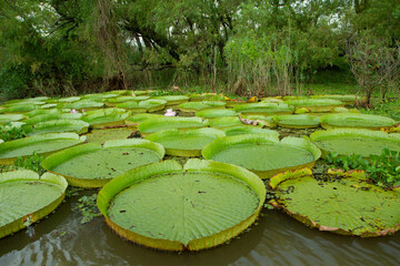 Aquatic plants. View of Victoria regia, also known as Giant Amazon water lilies, large round...
