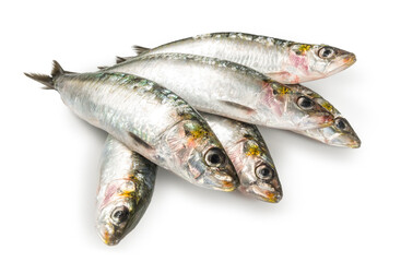 Sardinas frescas sobre fondo blanco