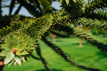 Close-up of a beautiful green geometric rose, a branch of araucaria araucana on the background of a green garden.