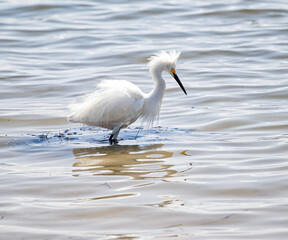 Snowy Egret in the bay in Fort DeSoto, Florida.