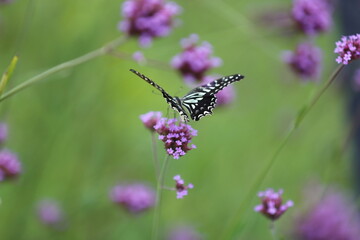 Butterfly sucking nectar from a purple flower.