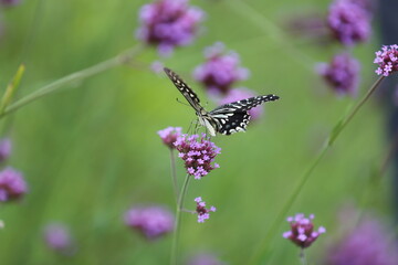 Butterfly sucking nectar from a purple flower.