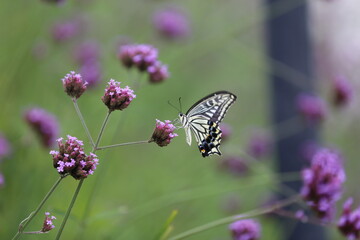 Butterfly sucking nectar from a purple flower.