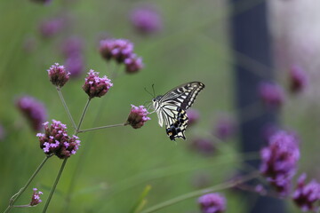 Butterfly sucking nectar from a purple flower.