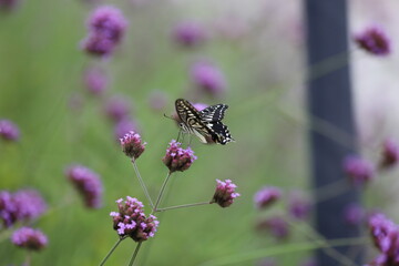 Butterfly sucking nectar from a purple flower.