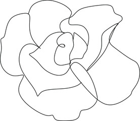 Rose line drawing. Rose line art
