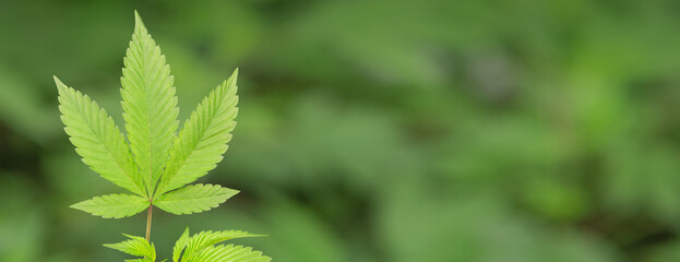 A marijuana, cannabis, leaf against a blurred background.
