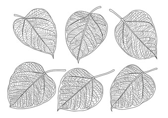 Leaves line single leaf bodhi isolated and leaf pattern black bring to color decorate on white background illustration  vector