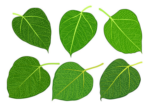 Leaves green bodhi leaf isolated on white background
