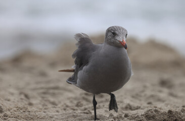 black headed gull,seagull on the beach