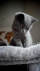 S&uuml;&szlig;e Kitten - niedliche britisch Kurzhaar Katze 