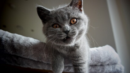 S&uuml;&szlig;e Kitten - w&uuml;tende britisch Kurzhaar Katze 