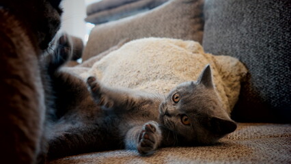 S&uuml;&szlig;e Kitten - spielende britisch Kurzhaar Katze