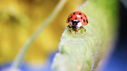 lady bug