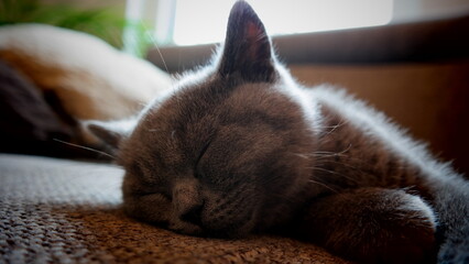 S&uuml;&szlig;e Kitten - schlafende britisch Kurzhaar Katze 