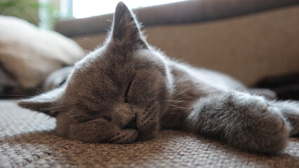 S&uuml;&szlig;e Kitten - Britisch Kurzhaar Katze schlafend