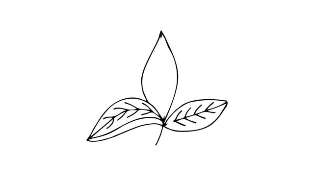 Doodle animation of leaf. Drawing animation of leaf. Line drawing animation of leaf