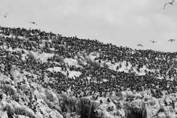 Nesting Guillemots Black and White