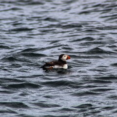 Puffin in sea