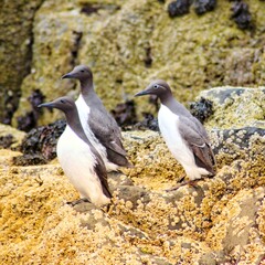 Guillemots Farne Islands Close up