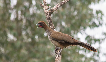 Speckled Chachalaca bird (Ortalis guttata)