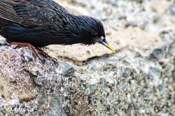 Adult Starling