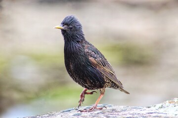 Starling