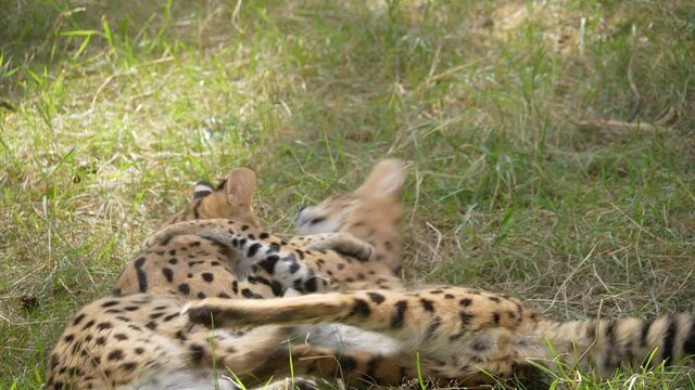 4K - Close-up of the serval battle dance