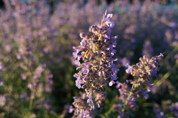 close up of lavender