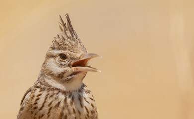 Very beautiful shot of the endangered Crested Lark bird in its natural environment ( Galerida cristata )
