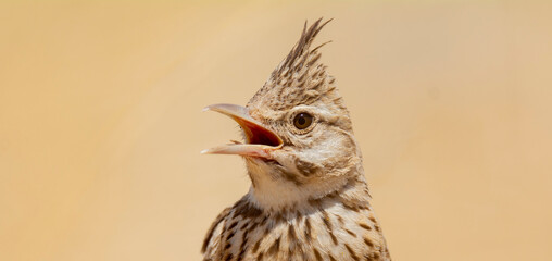 Very beautiful shot of the endangered Crested Lark bird in its natural environment ( Galerida cristata )
